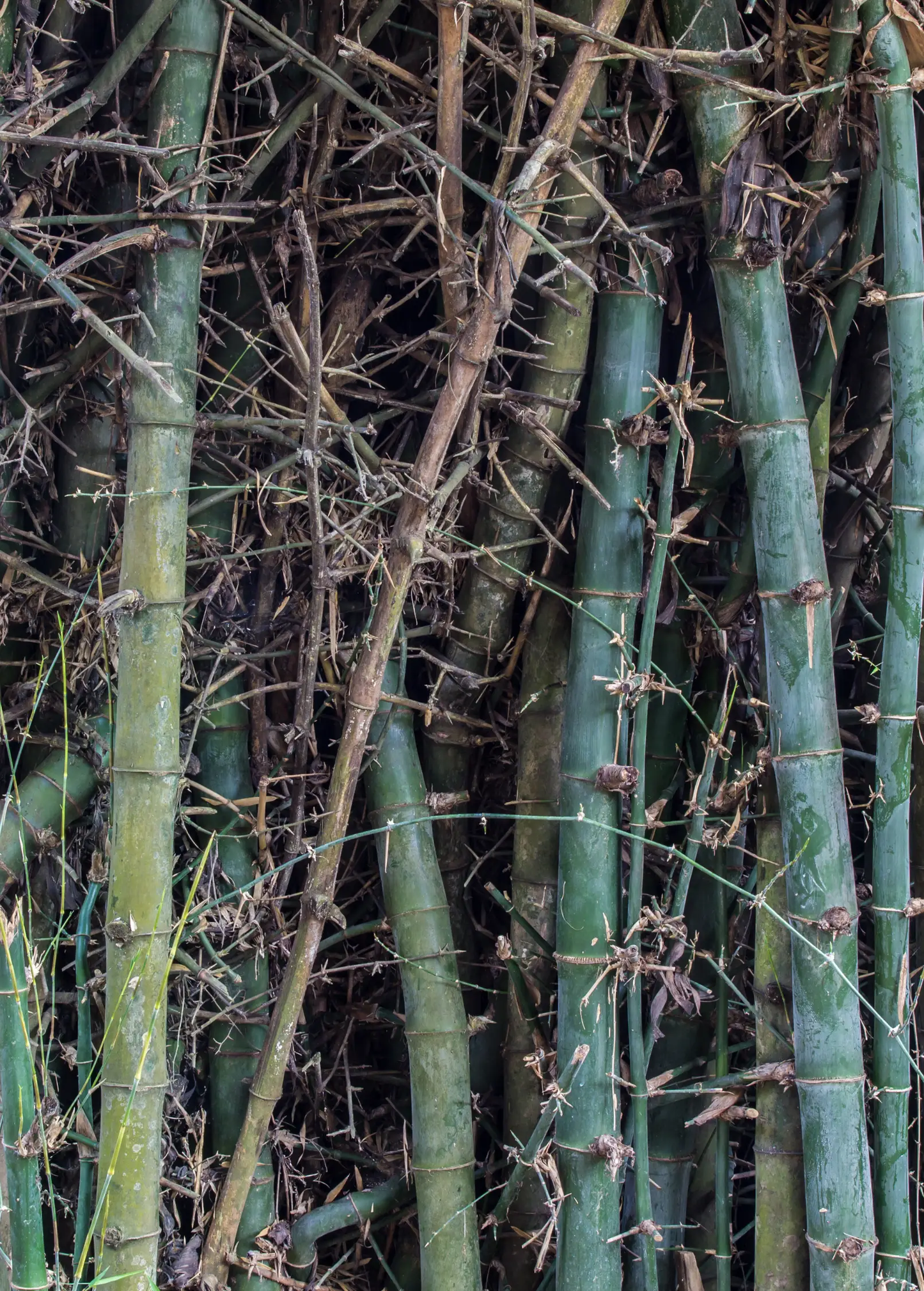 Oldhamii Bamboo Plant dense green bamboo stalks forming a thick clump with dried brown branches on Tampa Home & Garden Store