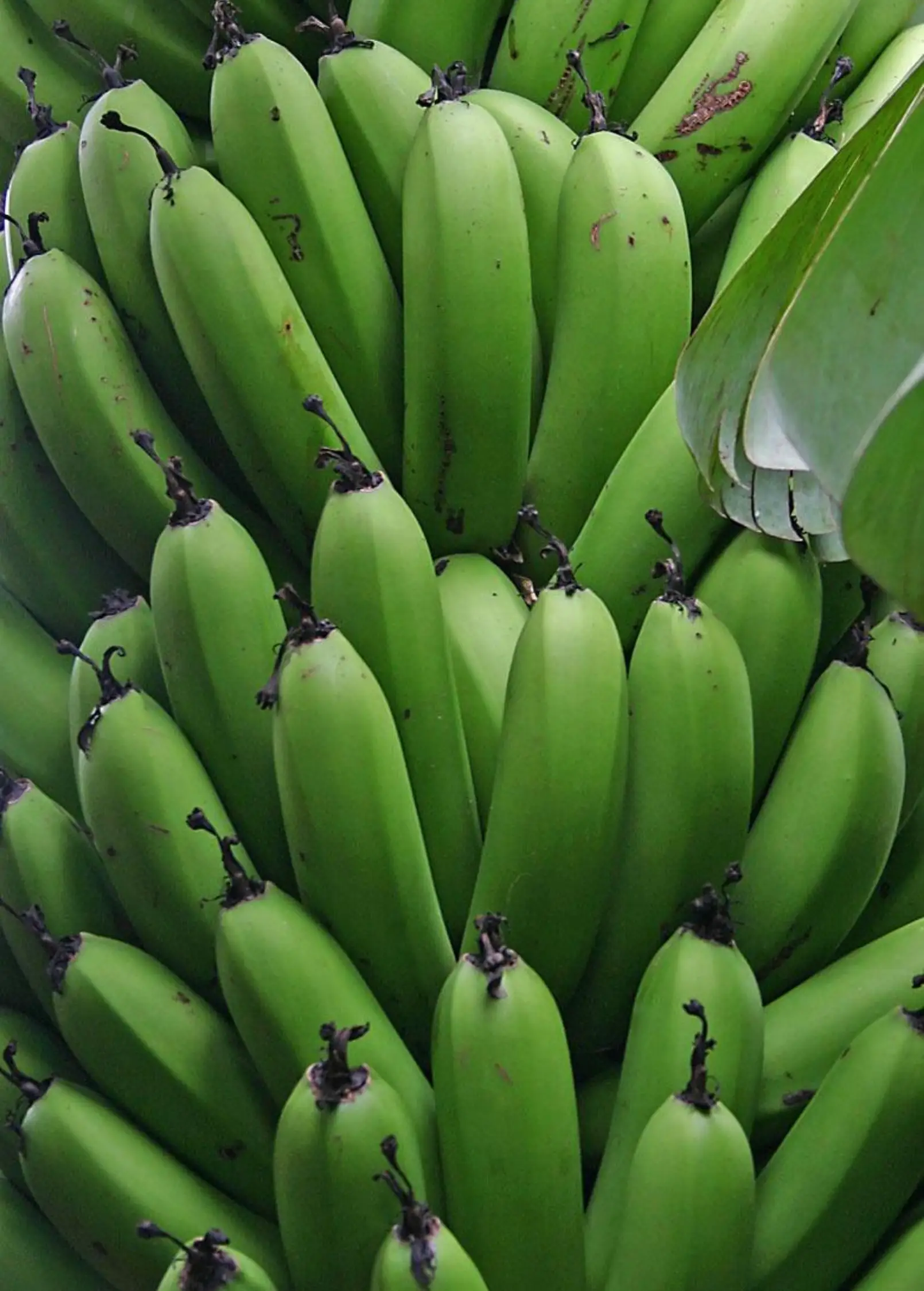 Banana Gran Nain Musa acuminata cluster of green unripe bananas on plant on Tampa Home & Garden Store