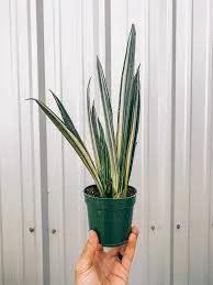 Bantel's Sensation Sansevieria snake plant in a green plastic pot with variegated yellow-edged leaves on Tampa Home & Garden Store