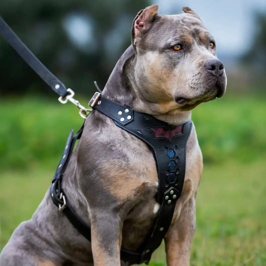 Bestia DG Gear Batman Harness Medium for dogs with black leather-like straps and Batman emblem on Tampa Home & Garden Store