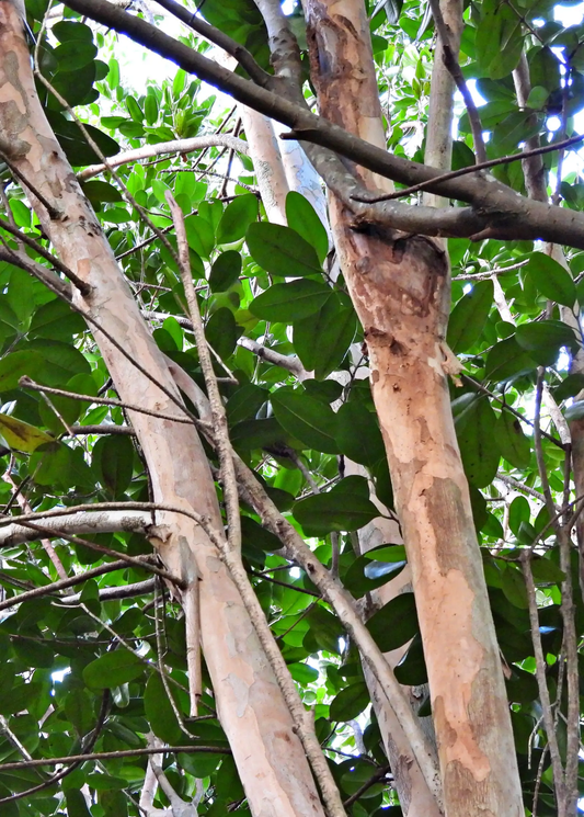Bay Rum Tree for Aromatic Leaves and Fragrance, lush tree with tan bark and glossy leaves on Tampa Home & Garden Store