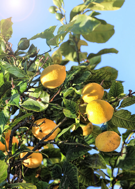 Bearss Lemon Tree with ripe yellow lemons on glossy green leaves against a bright blue sky on Tampa Home & Garden Store