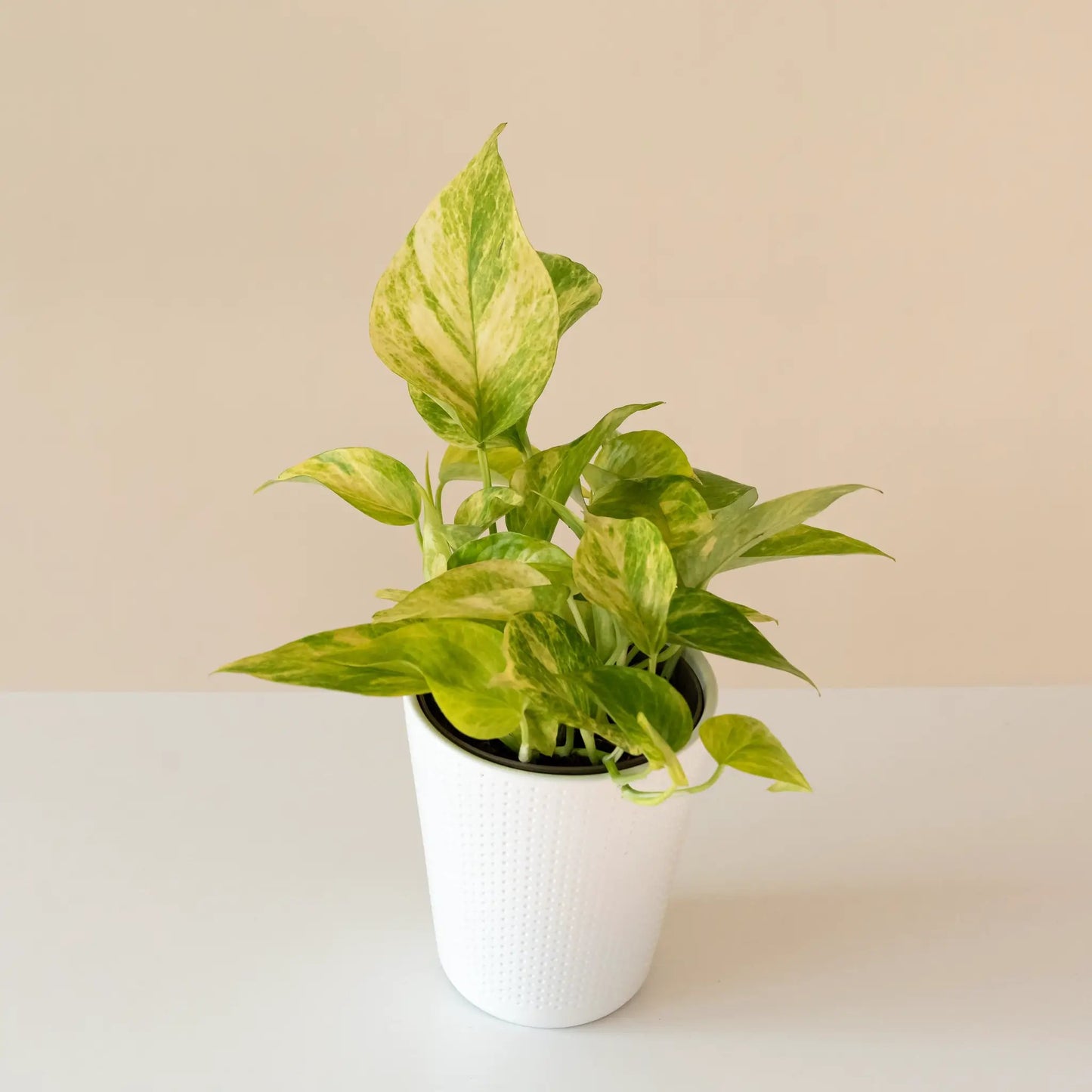 Potted pothos Golden Glen with green-gold variegated leaves in a white textured pot on Tampa Home & Garden Store
