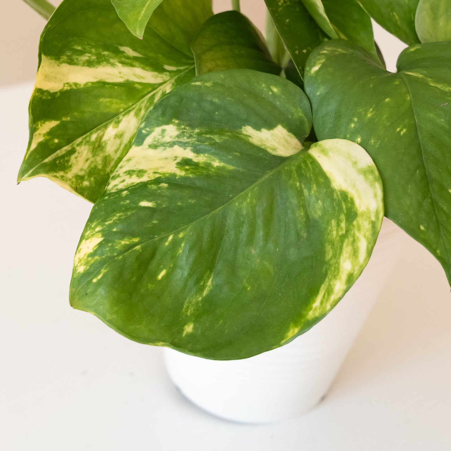 Beautifall® Summer Nights™ - Tampa Home & Garden Store