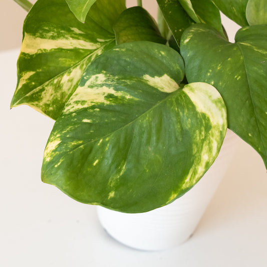 Beautifall® Summer Nights™ - Tampa Home & Garden Store