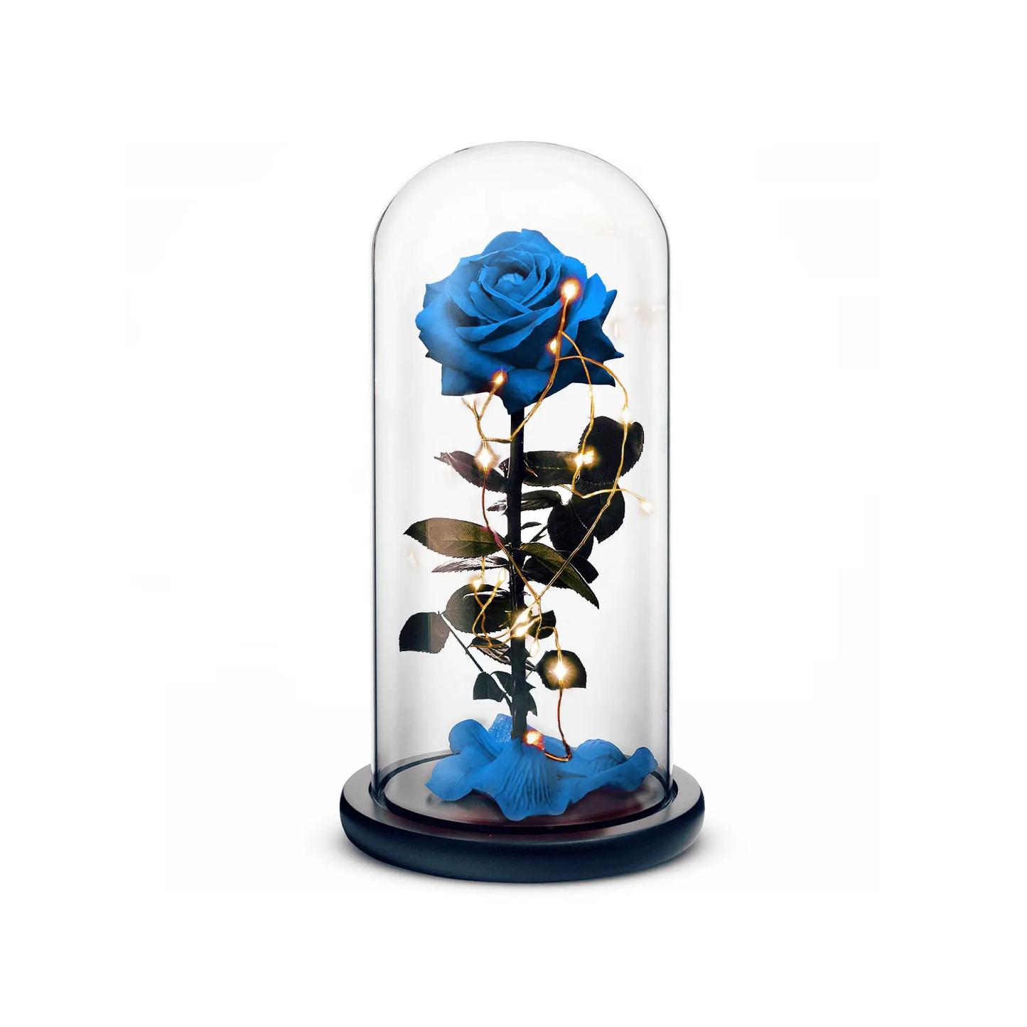 Beauty and the Beast Blue Rose Forever under glass dome with warm string lights ROSEPHORIA on Tampa Home & Garden Store