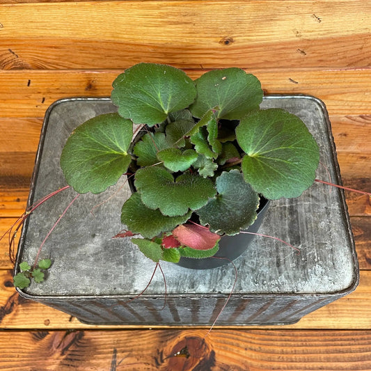 Begonia Strawberry Dark Form 4 inch houseplant with rounded scalloped green leaves on Tampa Home & Garden Store
