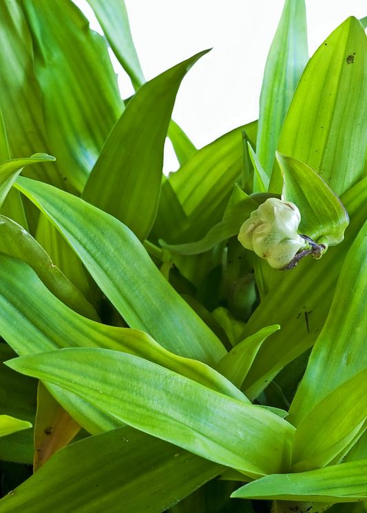 Beijing Grass Plant Murdannia loriformis green strap-leaf herb for gardens on Tampa Home & Garden Store