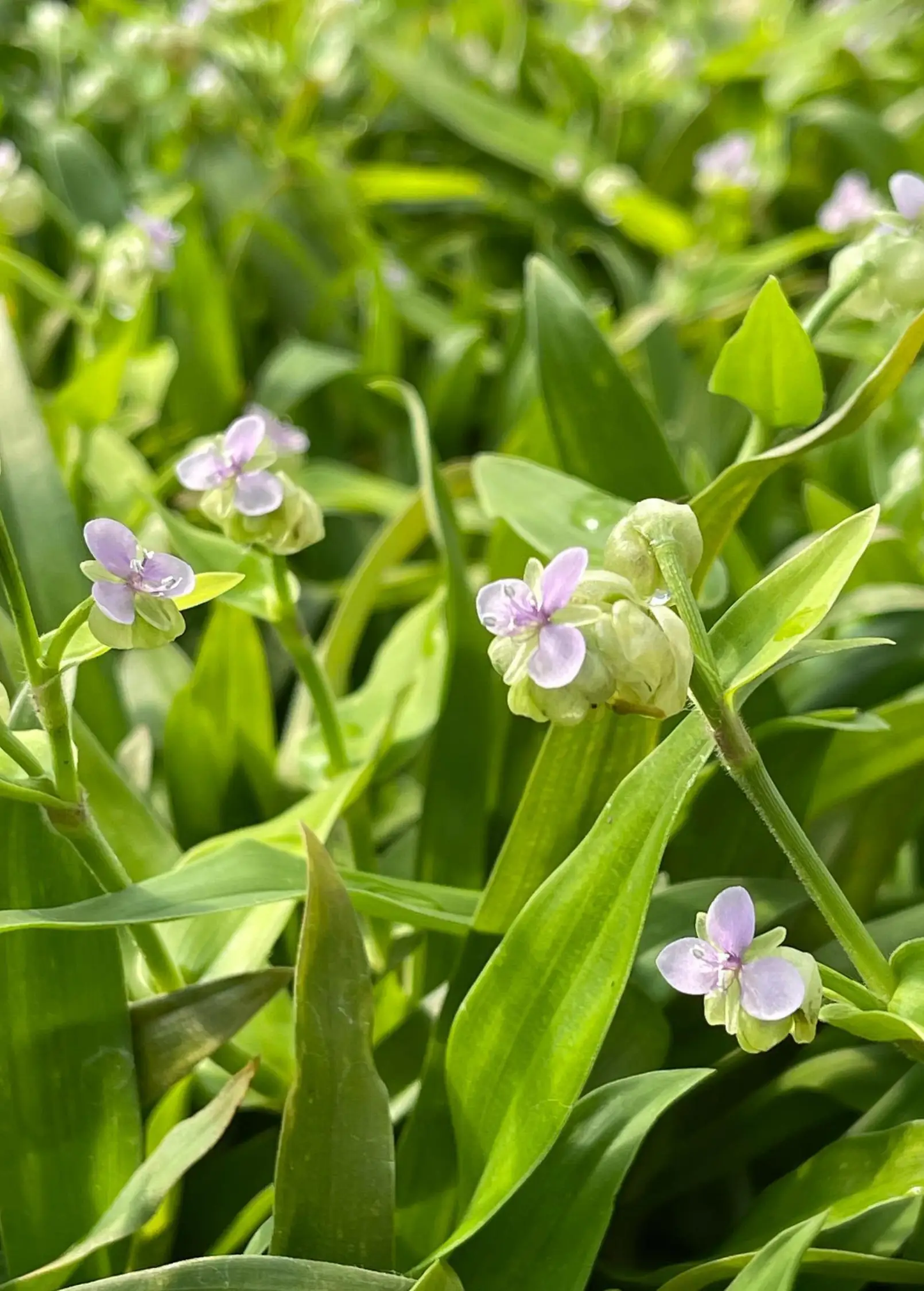 Beijing Grass Murdannia loriformis herb with leaves and pale purple flowers Sow Exotic on Tampa Home & Garden Store