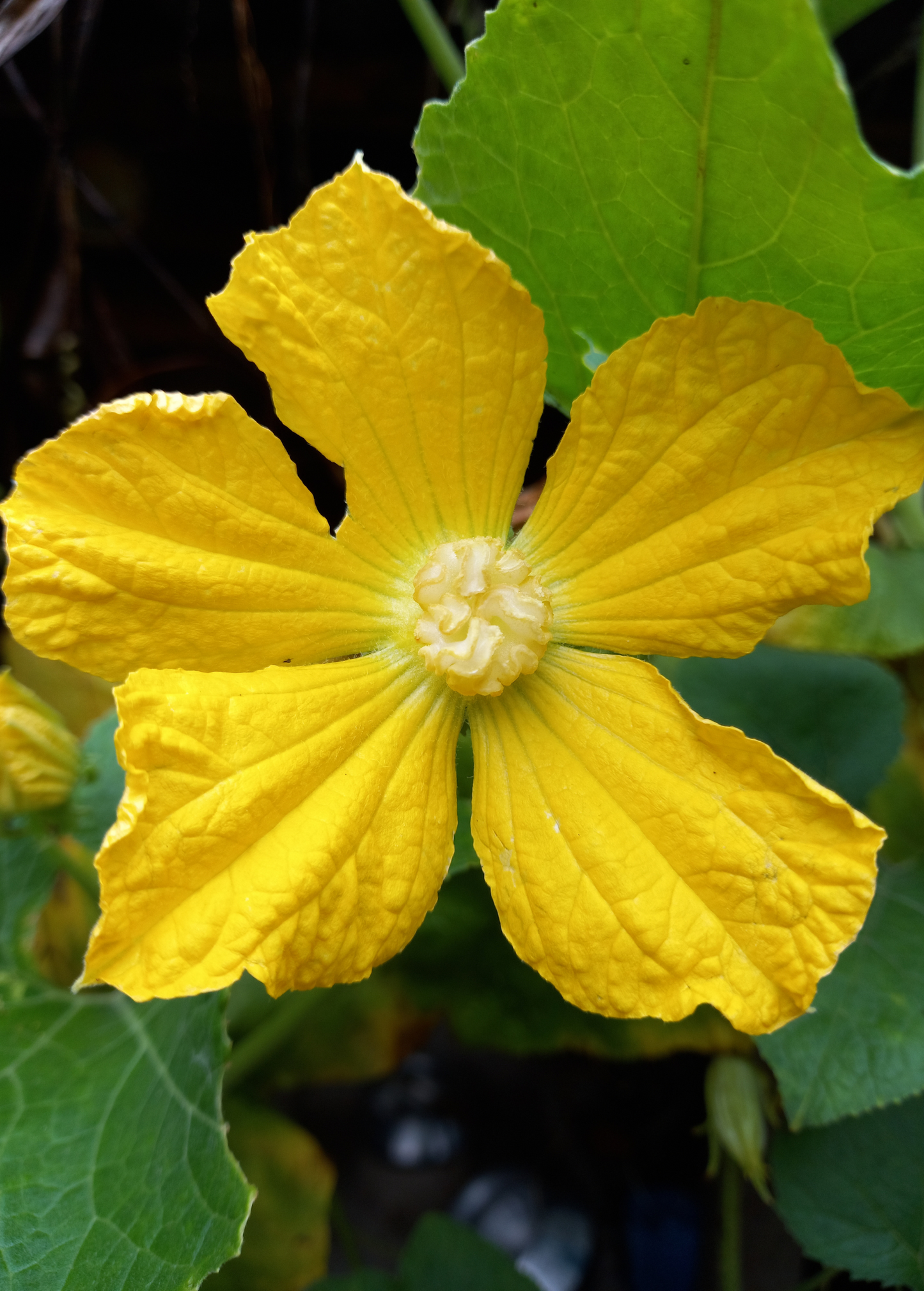 Winter Melon Plant (Benincasa Hispida)