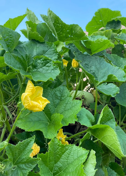 Winter melon plant Benincasa Hispida vine, leaves and yellow flowers, fruiting plant on Tampa Home & Garden Store