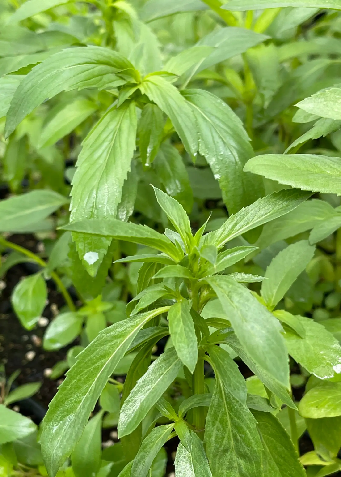 Bergamot 'Lemon' Plant (Monarda citriodora) - Tampa Home & Garden Store
