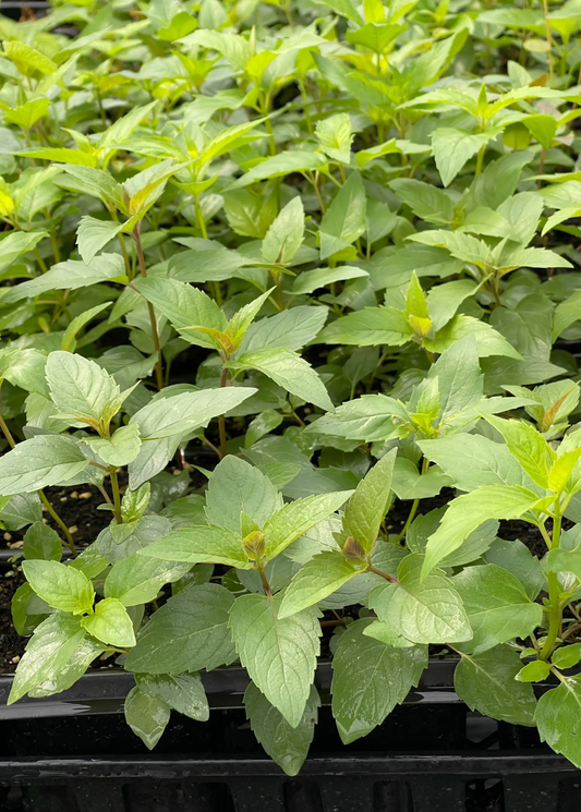 Bee Balm Monarda Fistulosa Sweet Leaf Bergamot herb plants with green foliage in tray Sow Exotic on Tampa Home & Garden Store