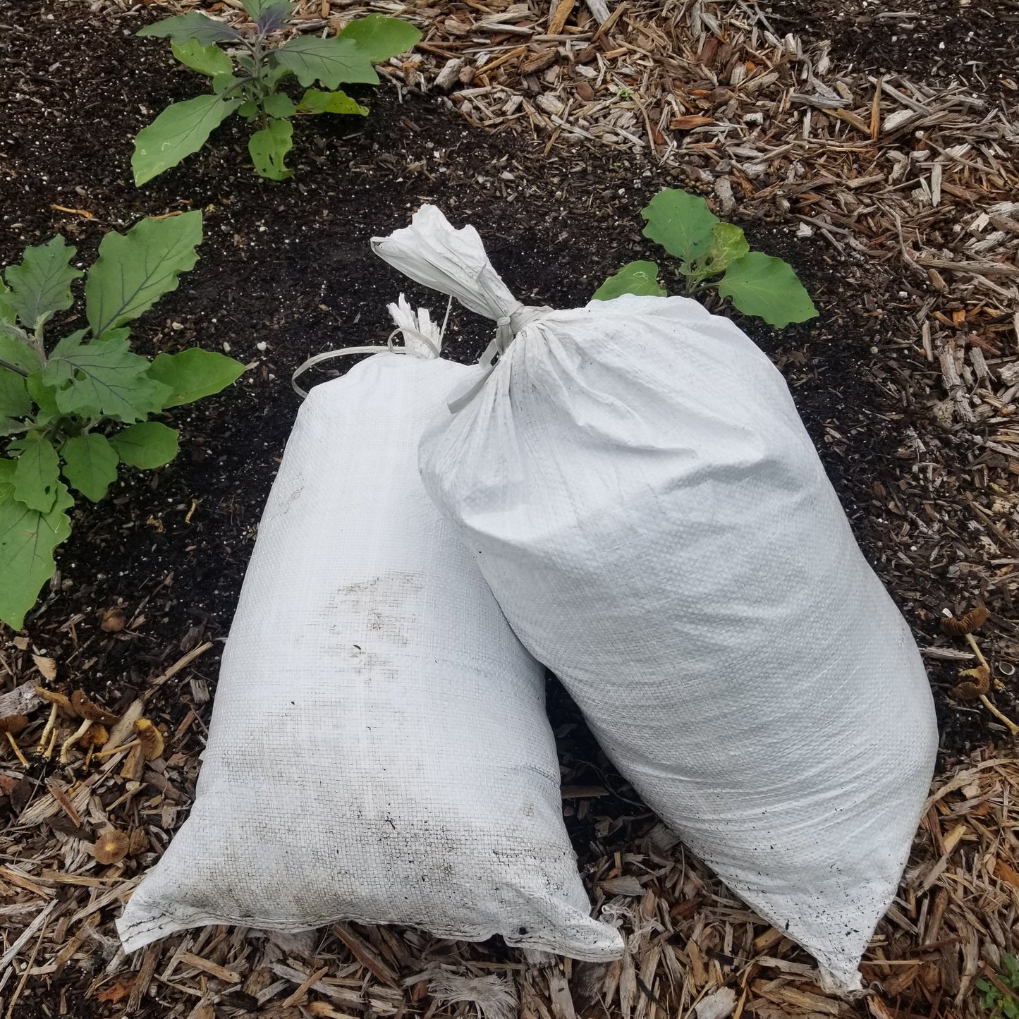 Four large white bagged compost bags on dark soil beside green leafy seedlings and mulch on Tampa Home & Garden Store