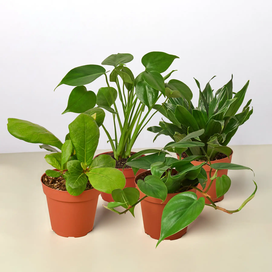 Bundle: four green potted houseplants including Monstera split-leaf foliage on Tampa Home & Garden Store