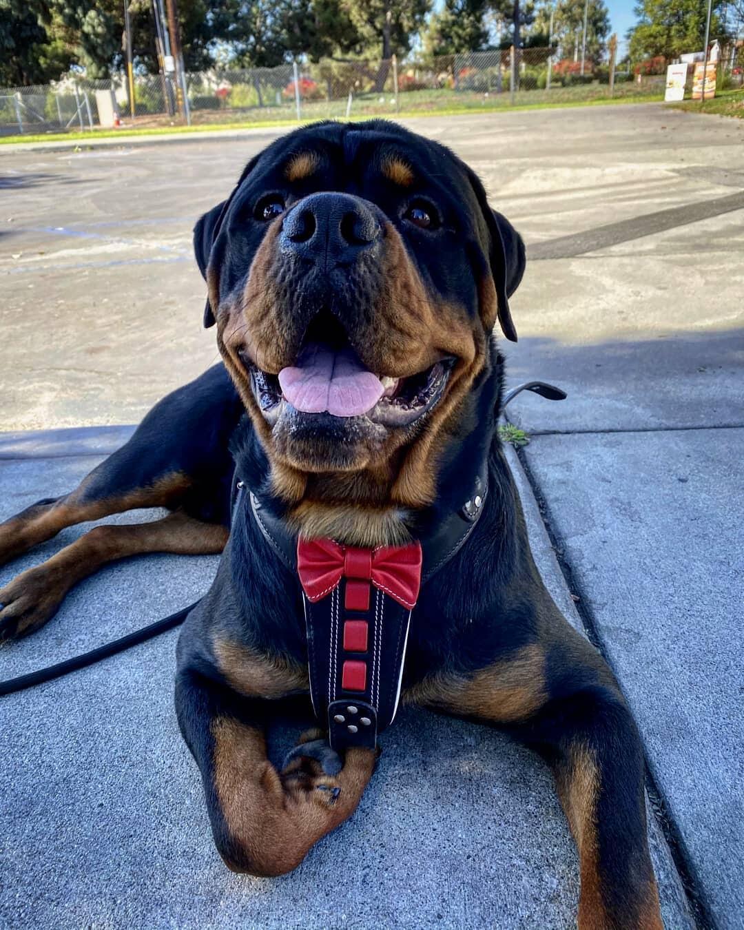Bestia ''Bowtie'' leather harness - Tampa Home & Garden Store