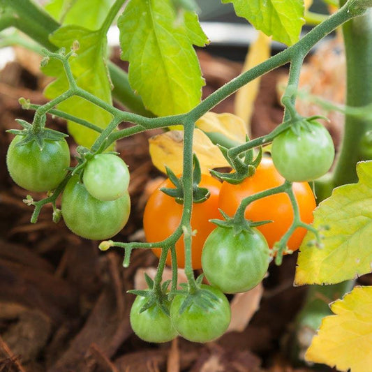 Bi-color Cherry Tomato Seeds (Organic) - Tampa Home & Garden Store