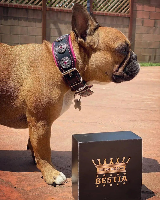 Bijou Collar by Bestia Dog Gear, black collar with pink piping and rhinestone rivets on Tampa Home & Garden Store