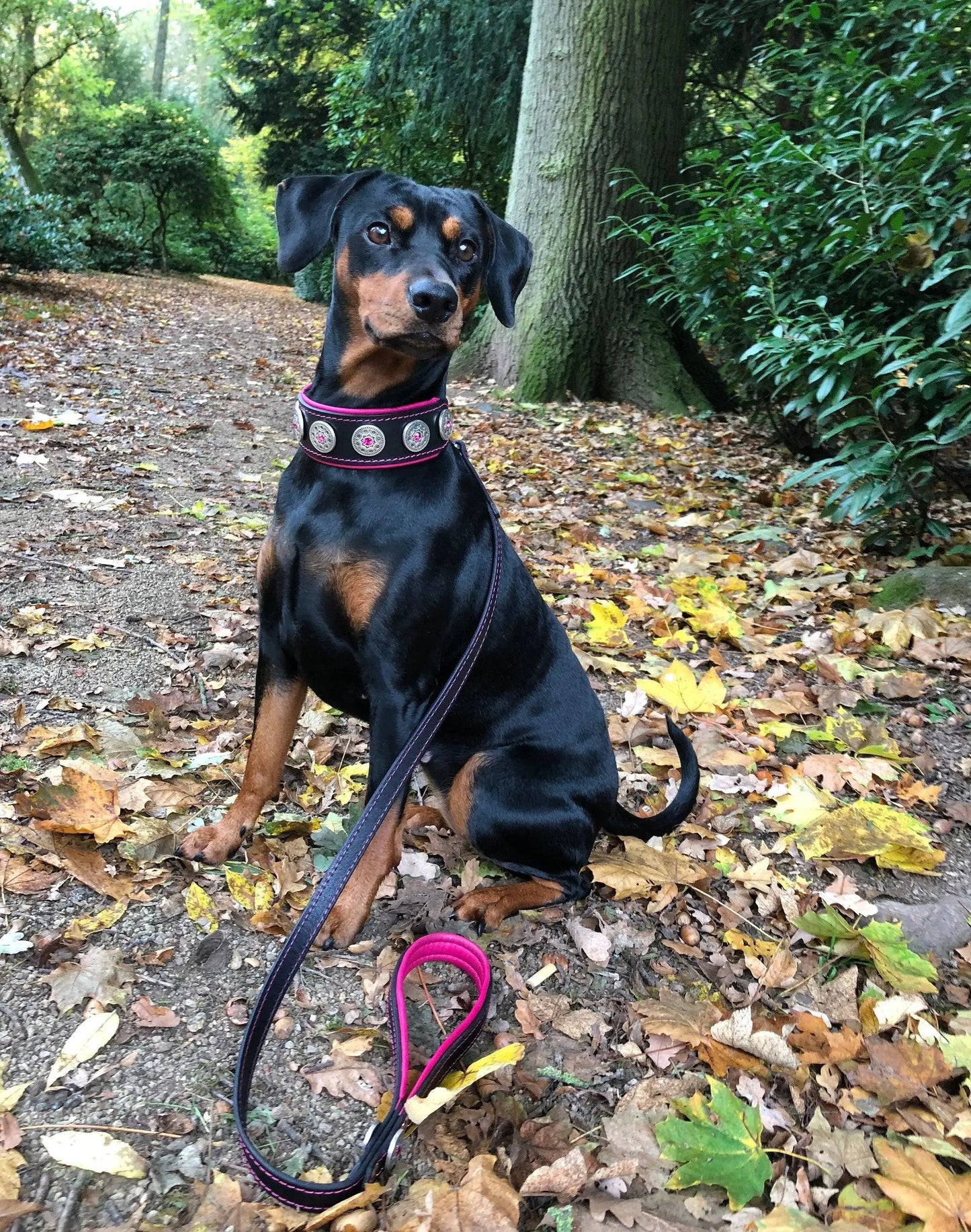 Bijou Collar Black with pink trim and rhinestone rivet medallions for dogs Bestia Dog Gear on Tampa Home & Garden Store