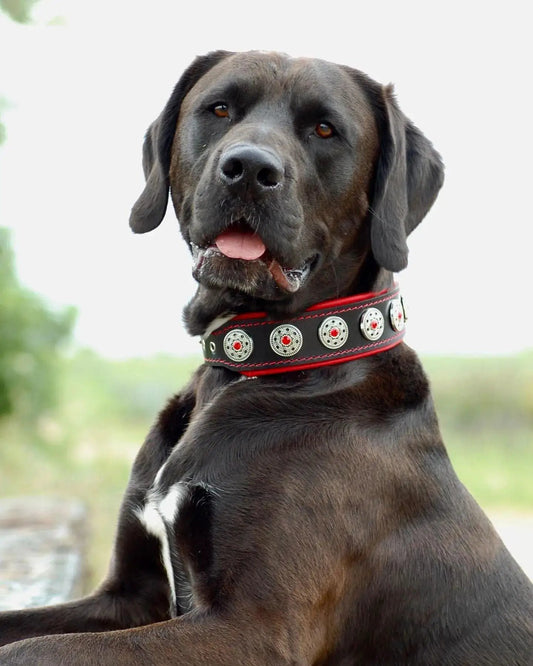 Bijou black and red leather dog collar with silver studs and red stitching Bestia Dog Gear on Tampa Home & Garden Store