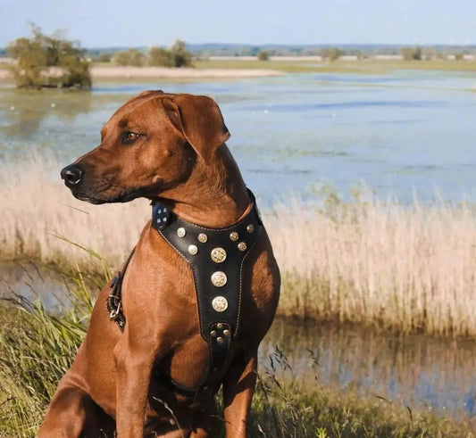 Bijou Harness for Large Dogs in Black and Orange with studded gold accents on Tampa Home & Garden Store