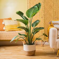 Bird of Paradise - Tampa Home & Garden Store