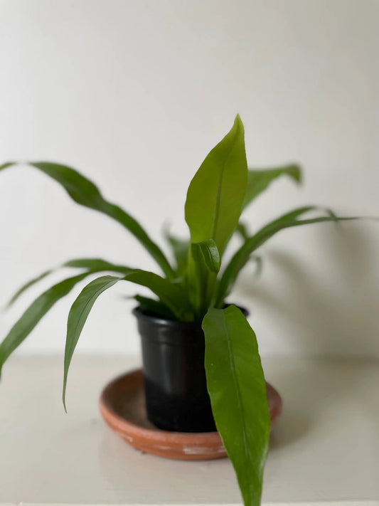Birds Nest Fern, low-light potted houseplant with vibrant green fronds in black pot on Tampa Home & Garden Store