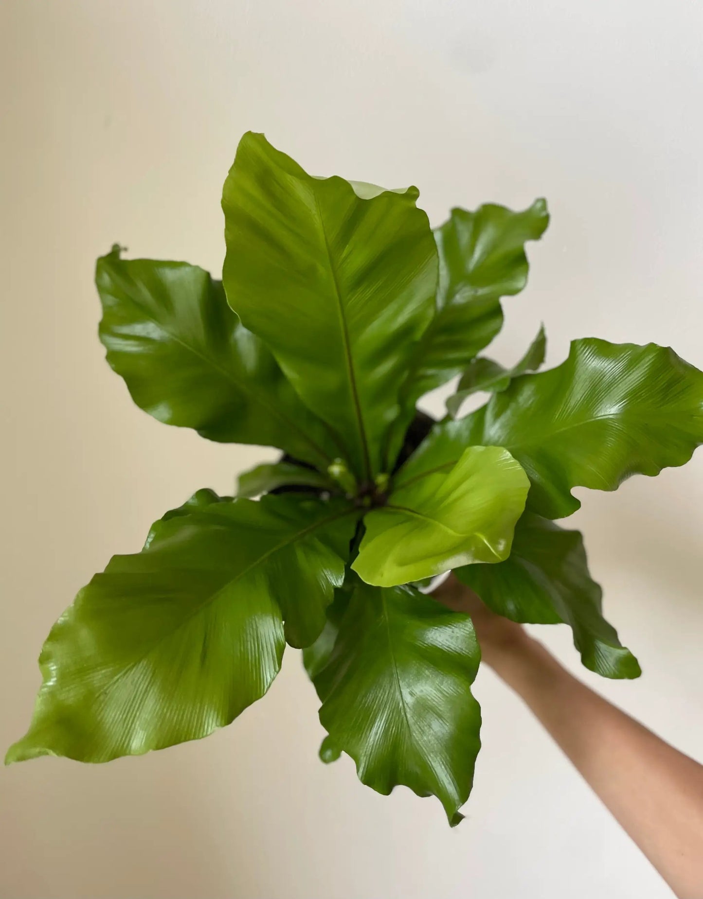 Birds Nest Fern, potted houseplant with green leaves, Dirt Bag brand, low-light tolerant on Tampa Home & Garden Store