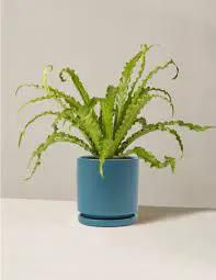 Birdsnest Fern blue ceramic pot lush green fronds potted houseplant on Tampa Home & Garden Store