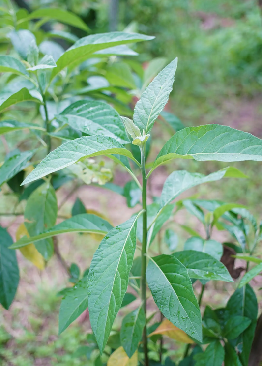 Bitter Leaf Tree Gymnanthemum extensum herb plant with serrated green leaves on stems on Tampa Home & Garden Store