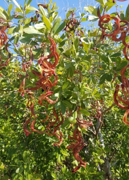 Black Bead Tree with twisting red seed pods and green leaves, tropical fruit tree on Tampa Home & Garden Store