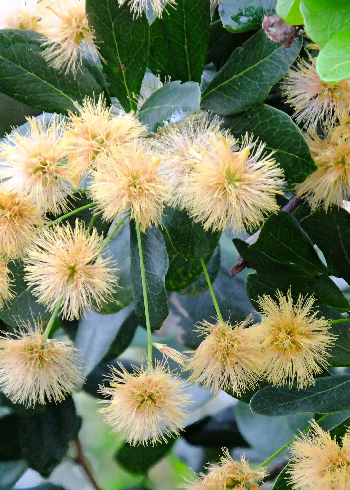 Black Bead Tree pink puffball flowers, tropical fruit tree, Sow Exotic on Tampa Home & Garden Store
