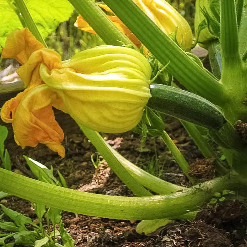 Black Beauty Organic Summer Squash Seeds; yellow squash fruit with blossom, Grow Organic on Tampa Home & Garden Store