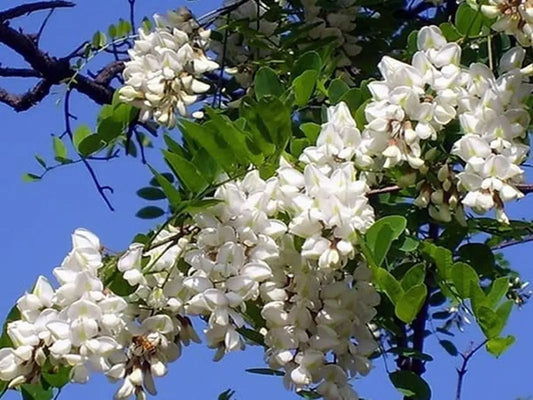 Black Locust seeds 50 Robinia pseudoacacia white blossoms on green leaves on Tampa Home & Garden Store