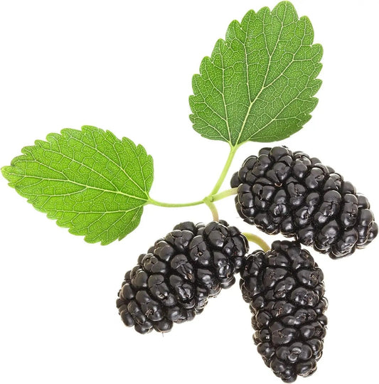 Black mulberry seeds Morus nigra with three black berries and green leaves on white background on Tampa Home & Garden Store
