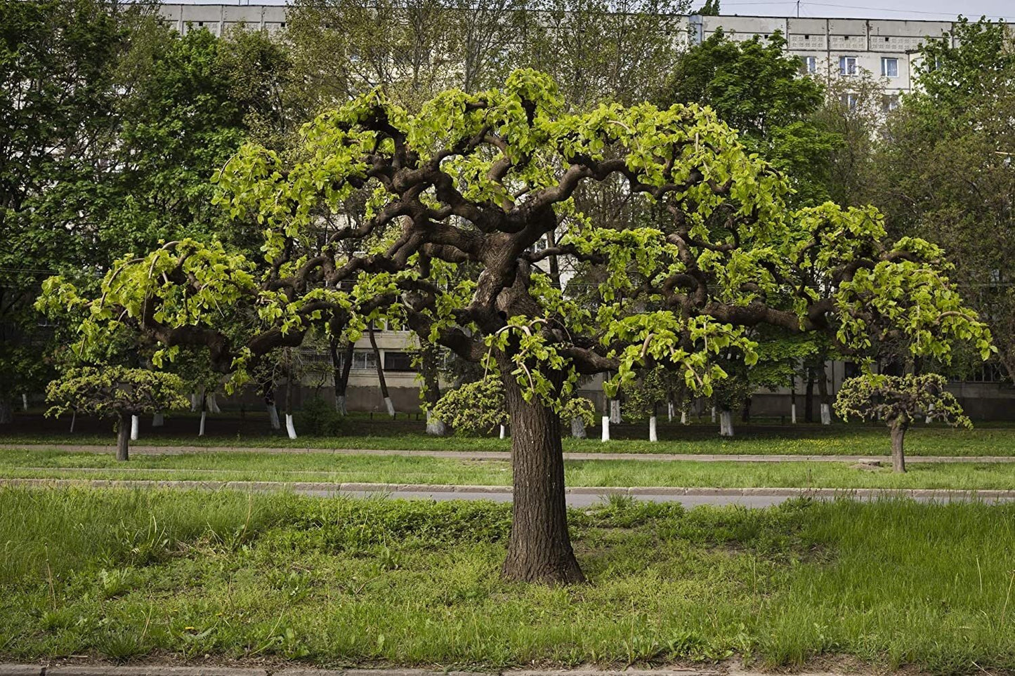 Black Mulberry - 50 Seeds - Morus Nigra, Non GMO, Heirloom - Tampa Home & Garden Store