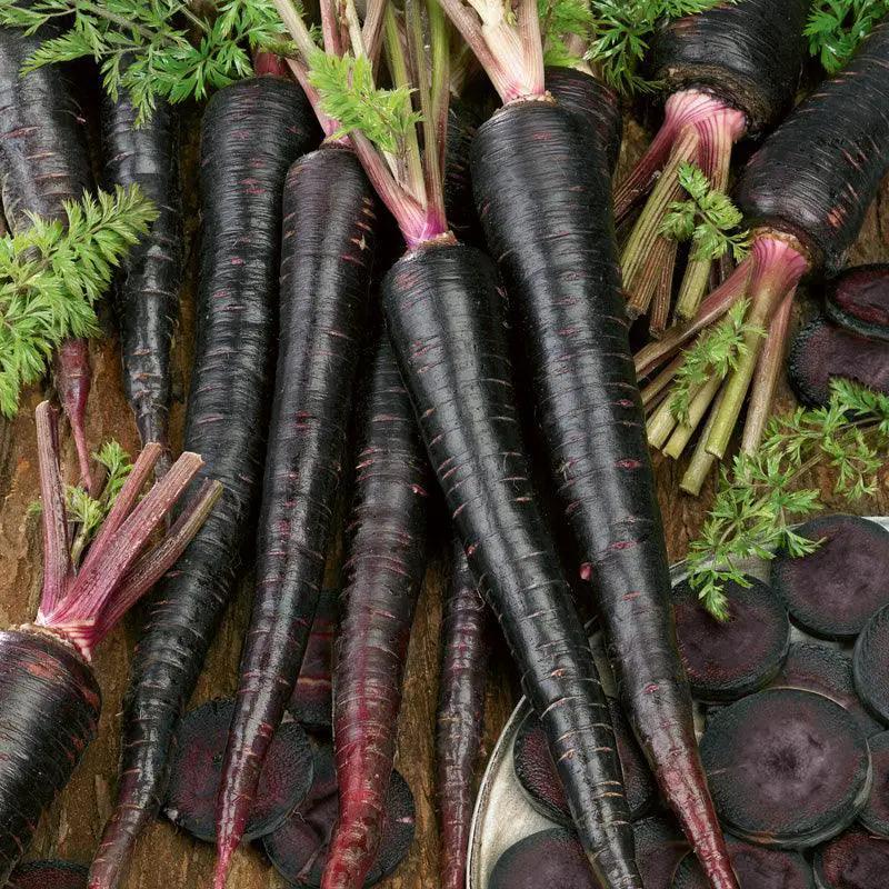 Black Nebula carrot seeds Grow Organic; dark purple roots with pink shoulders and green tops on Tampa Home & Garden Store