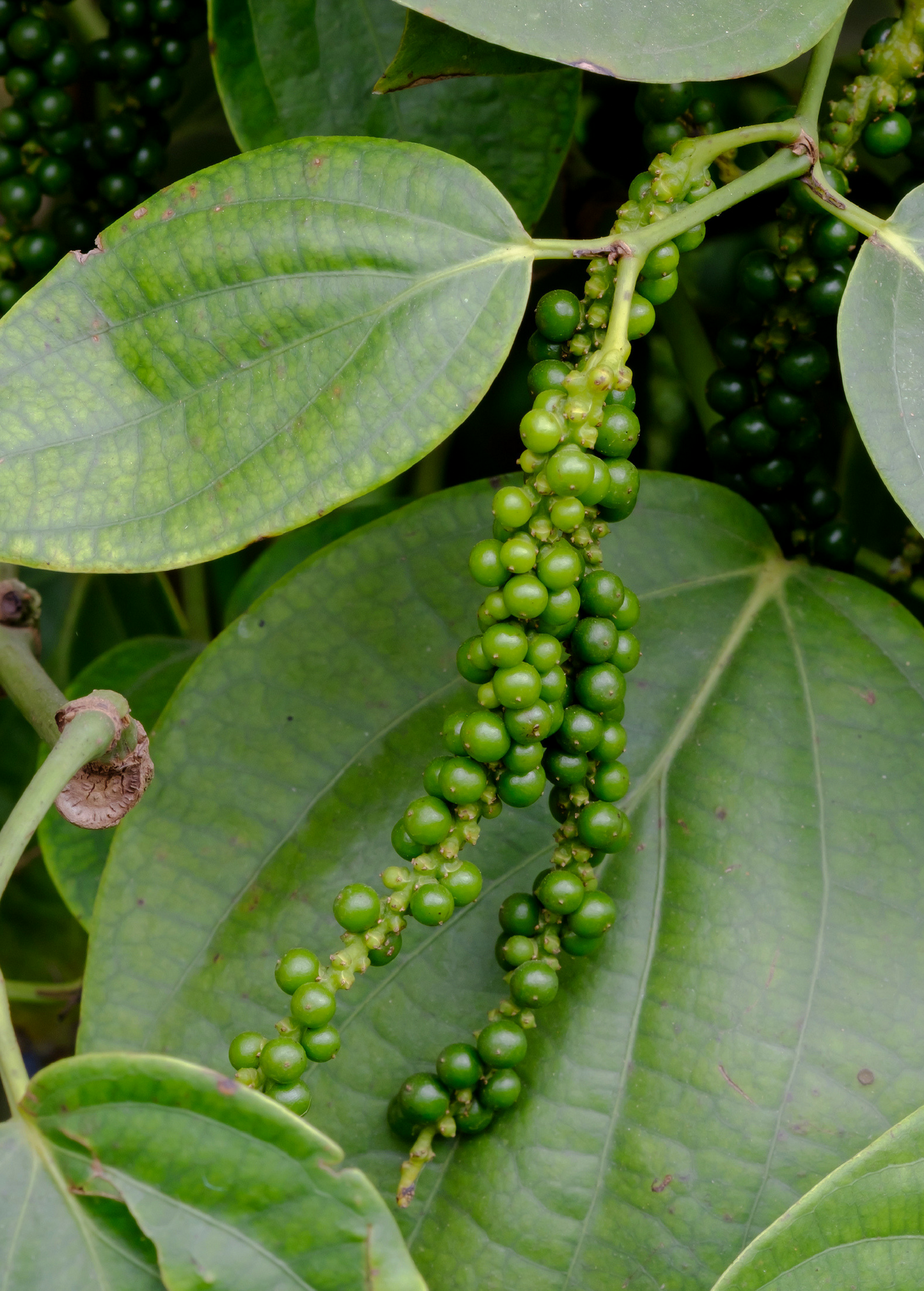 Black Pepper Vine (Piper nigrum) - Tampa Home & Garden Store
