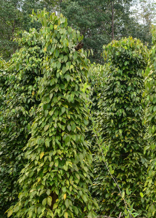 Black Pepper Vine Plant by Sow Exotic for trellises, lush green Piper nigrum vines on Tampa Home & Garden Store