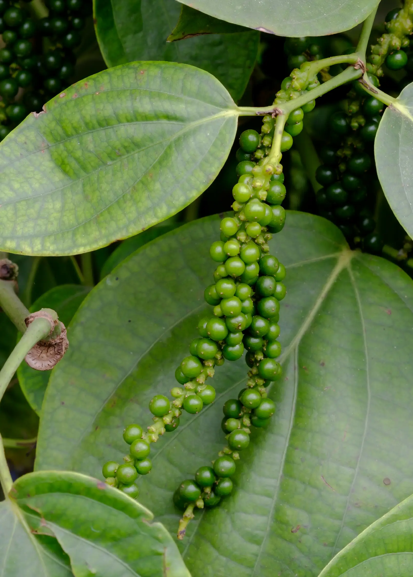 Black Pepper Vine plant with green peppercorn clusters on a trellis, lush leaves on Tampa Home & Garden Store