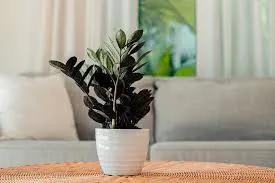 Black Raven ZZ Plant with dark glossy leaves in a white ceramic pot indoor plant on Tampa Home & Garden Store