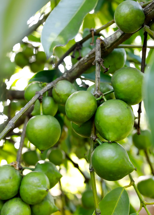 Black Sapote fruit on tropical tree branch with green round fruit and glossy leaves on Tampa Home & Garden Store