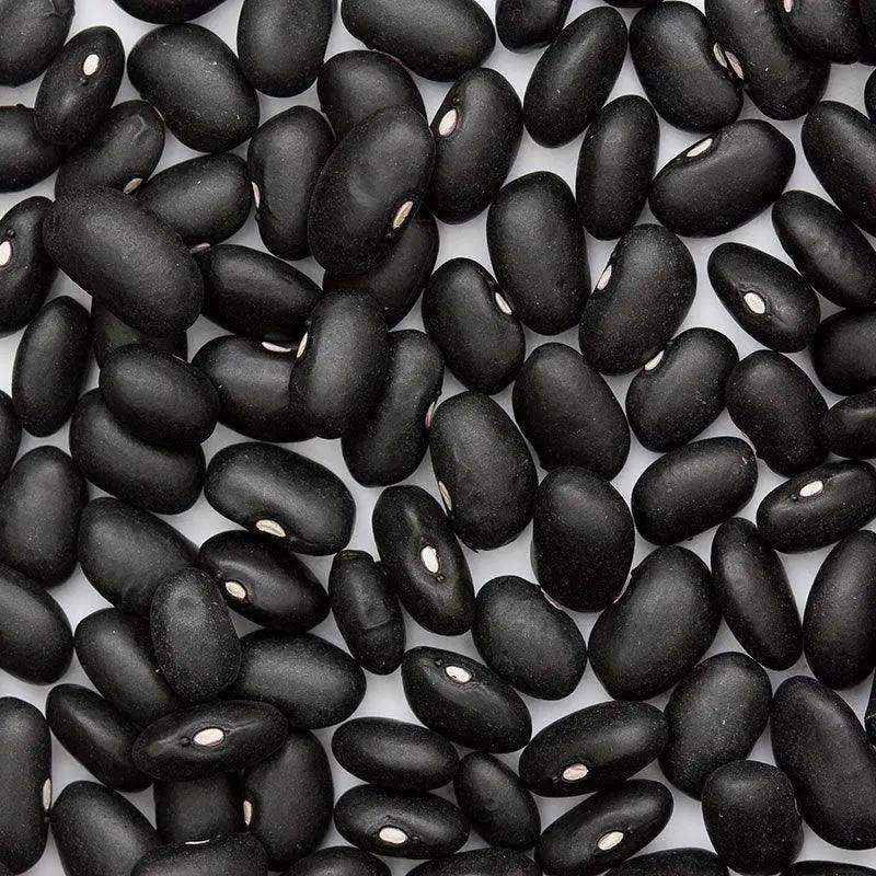 Black Turtle Bush Bean Seeds Organic Grow Organic on Tampa Home & Garden Store