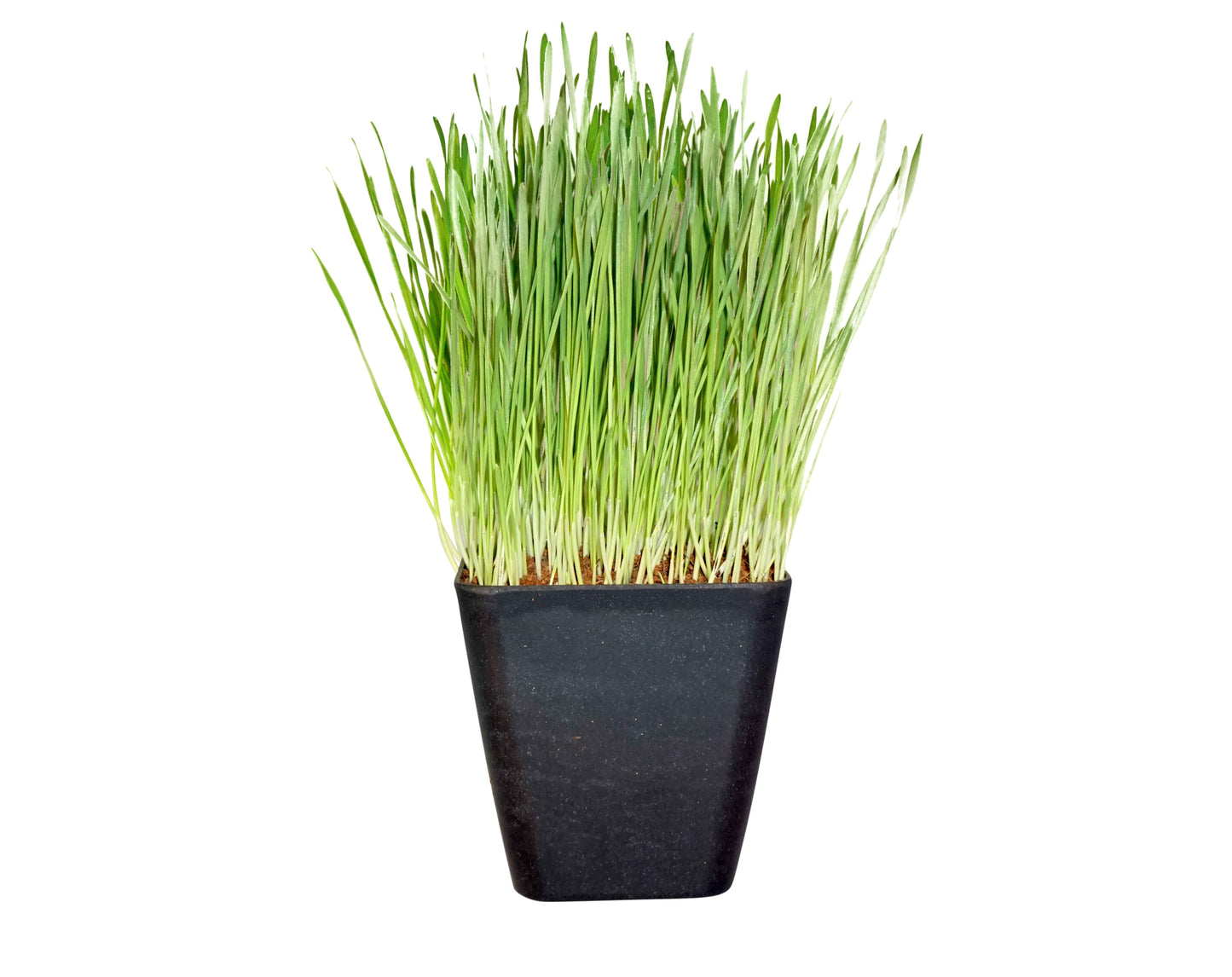 Biodegradable Bamboo Fiber Planters by Thunder Acres with green grass in a black pot on Tampa Home & Garden Store