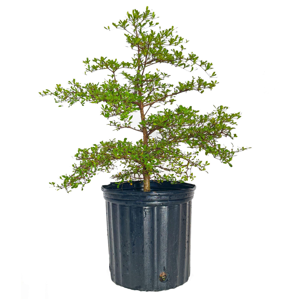 Black Olive Tree plant in black nursery pot, Live Good Logistics, Indoor & Outdoor Plants on Tampa Home & Garden Store