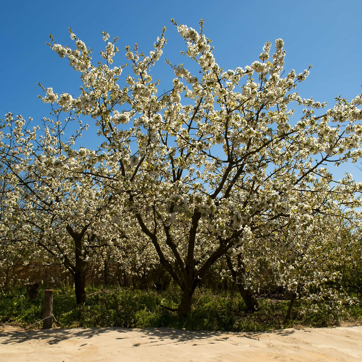 Black Tartarian Cherry Tree in full bloom with white blossoms outdoors on Tampa Home & Garden Store