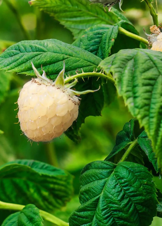 Snowbank White Blackberry fruiting plant with white berries on Rubus foliage on Tampa Home & Garden Store