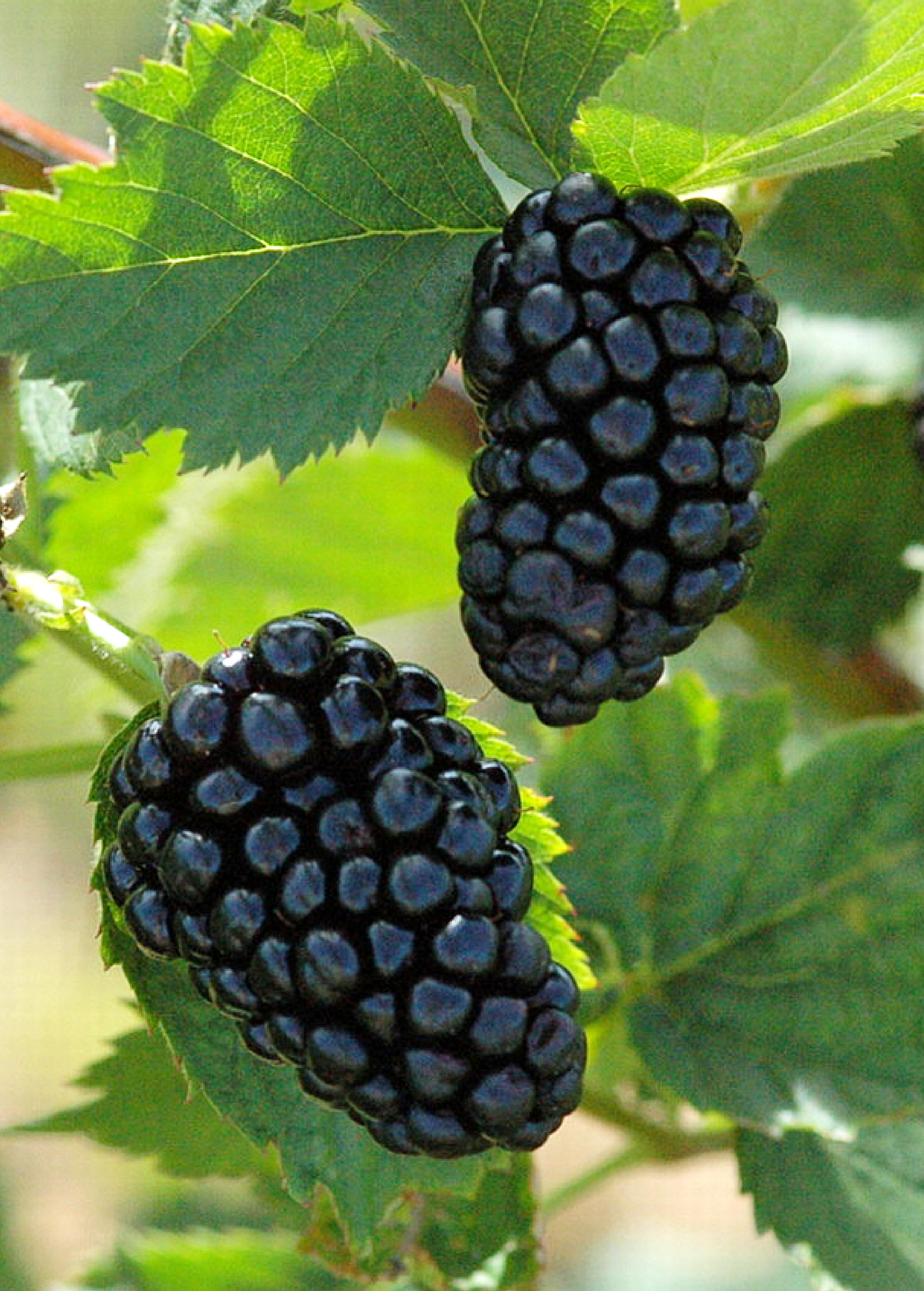 Blackberry, Thornless 'Natchez' (Rubus) - Tampa Home & Garden Store