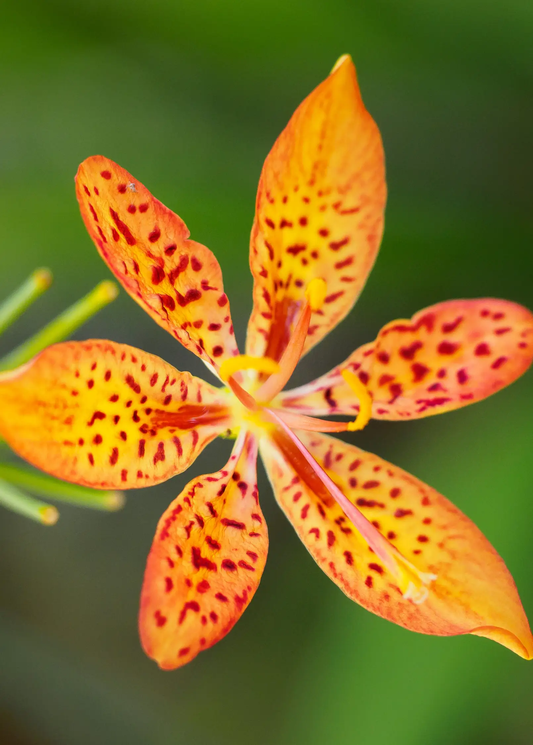 Blackberry Lily flower Iris domestica with bright orange petals and dark red spots on Tampa Home & Garden Store
