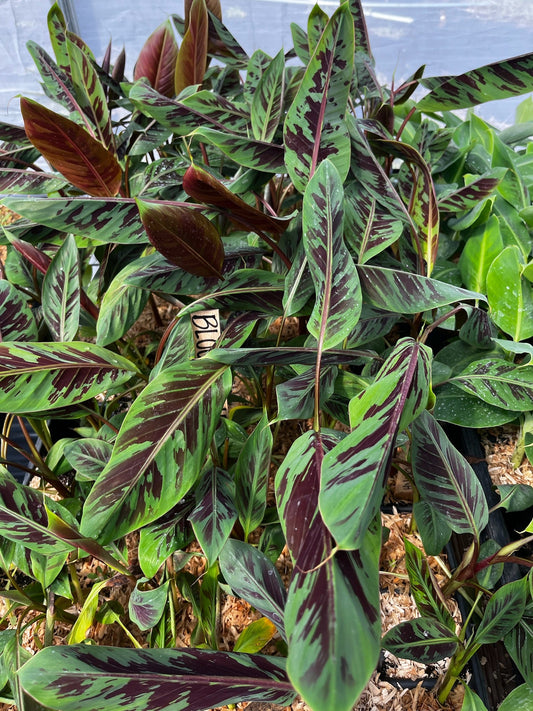 Blood Banana (Musa acuminata var. zebrina) - Tampa Home & Garden Store